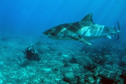 Cocos Island Liveaboard OFFER Cocos Island Liveaboard OFFER
